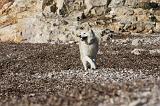 AKITA INU 248